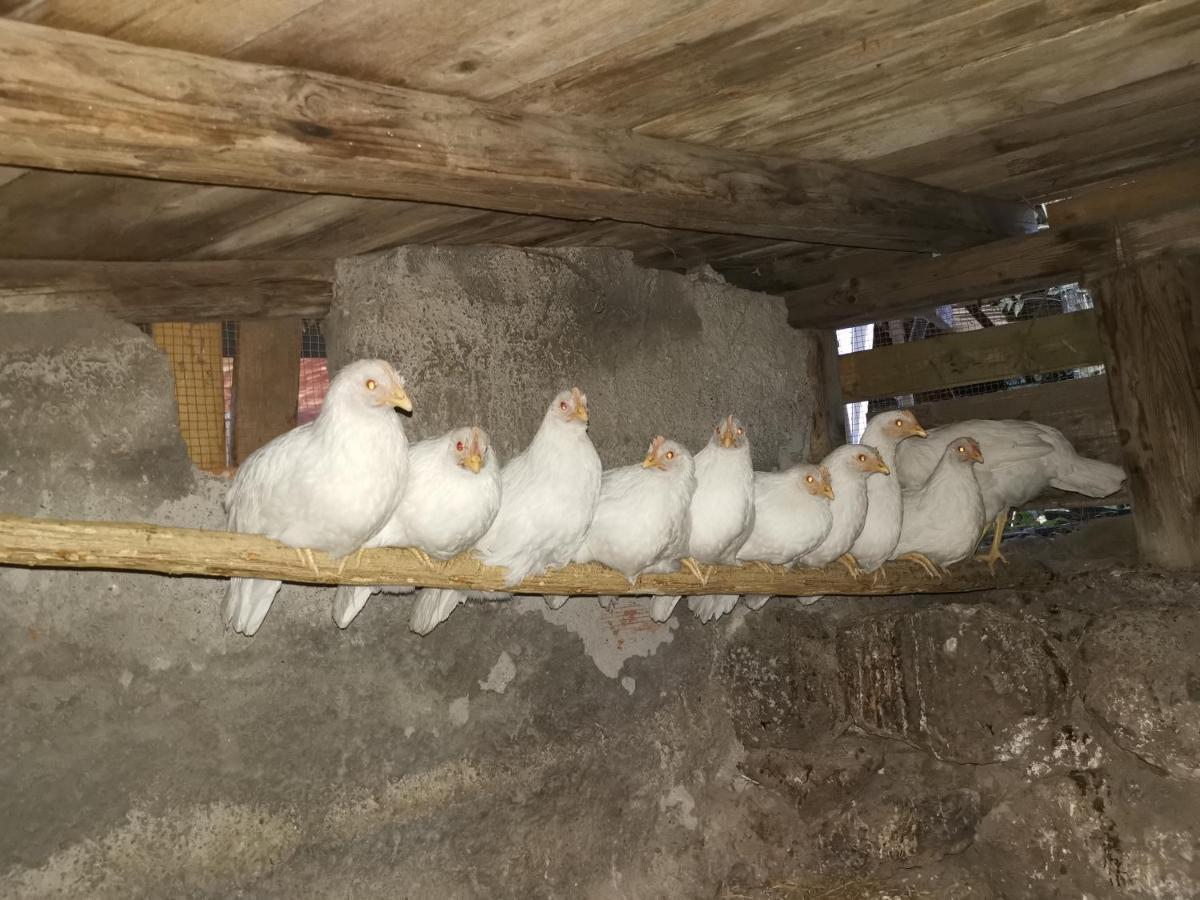 La Fattoria Dei Nonni Pension Paterno  Buitenkant foto
